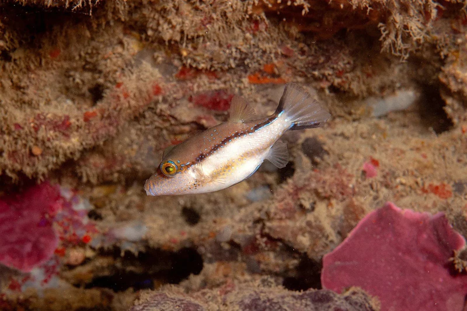 El calentamiento del Mediterráneo no implica una tropicalización uniforme de sus peces, según un estudio del IEO-CSIC