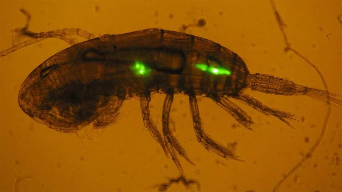 El IEO cuantifica por primera vez el papel del zooplancton en el transporte de microplásticos hacia el fondo marino