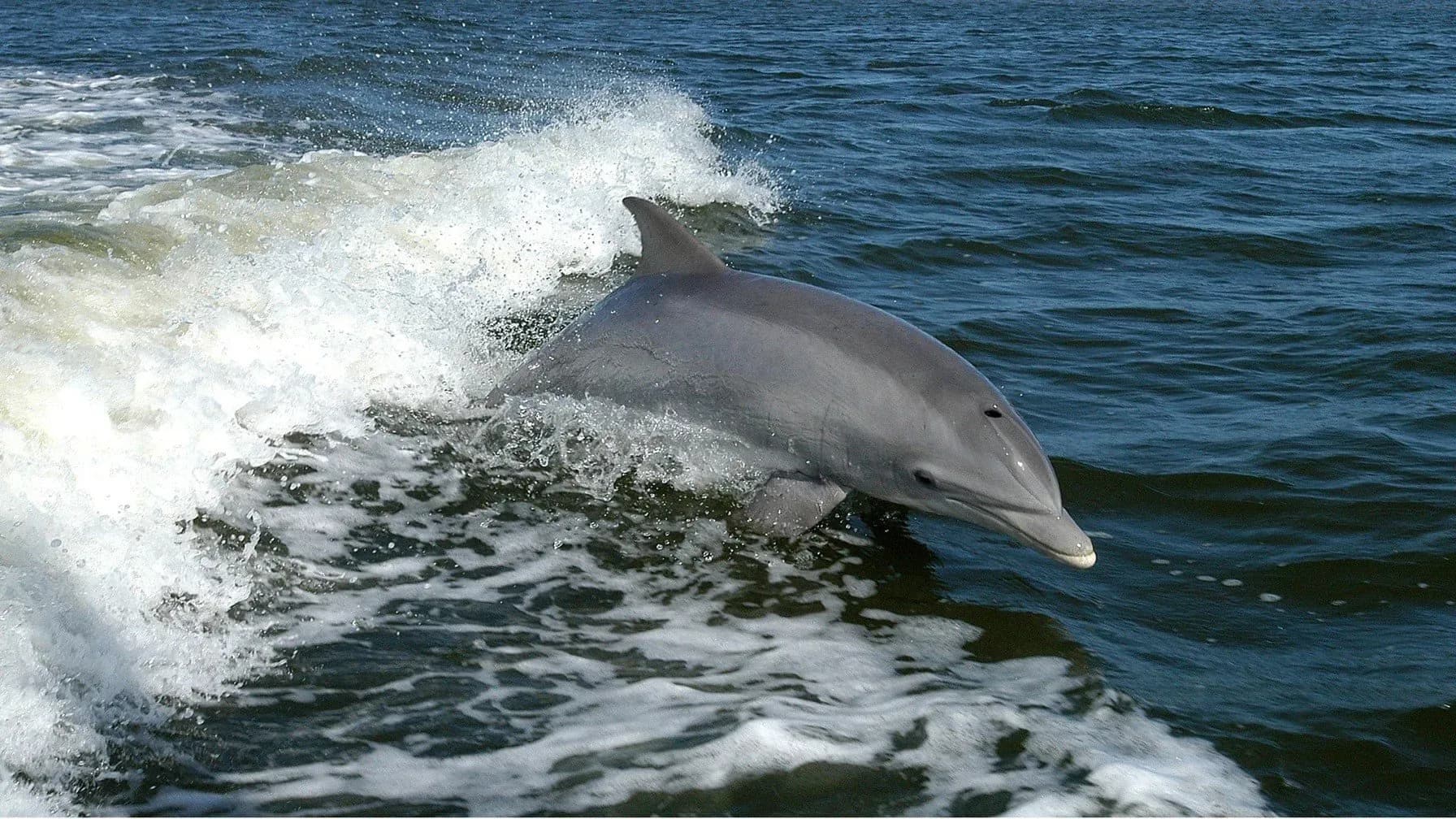 El IEO advierte del creciente riesgo de salto de la gripe aviar a delfines y ballenas
