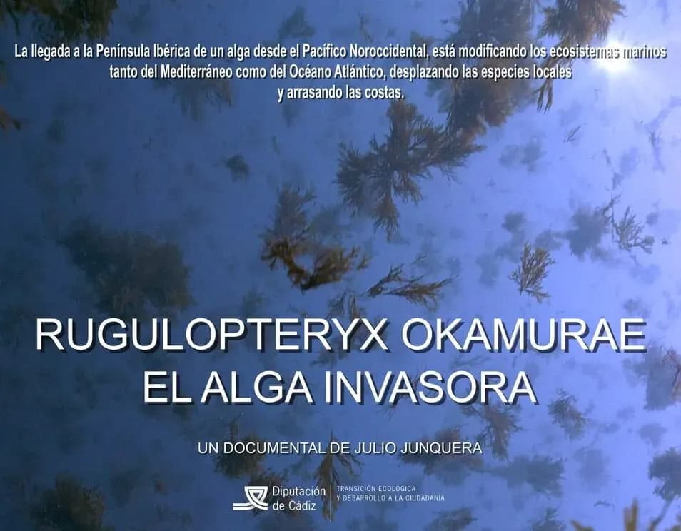 El cineasta Julio Junquera pone rostro a la catástrofe ambiental del Estrecho con su documental sobre el alga invasora