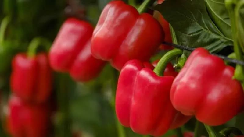 Almería inicia la campaña de exportación de pimiento a Estados Unidos con tres empresas autorizadas