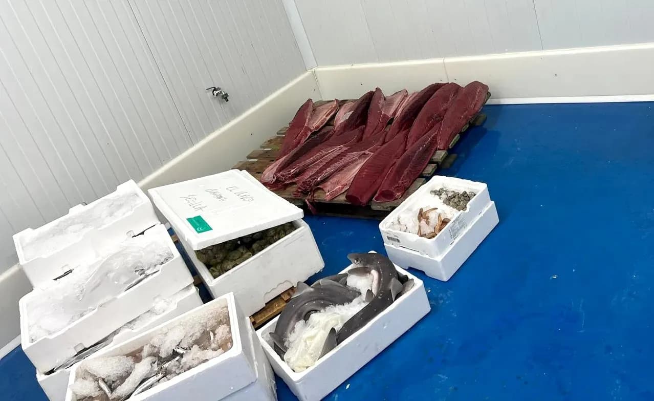 Incautados más de 1.000 kilos de pescado sin trazabilidad en Mercasevilla