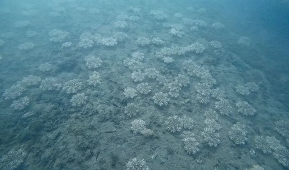 Detectada por primera vez en Andalucía la medusa ‘Cassiopea andromeda’, una especie alóctona del Mar Rojo