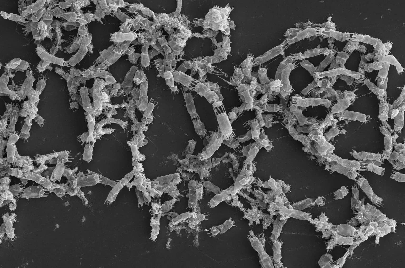 Un estudio de la Universidad de Cádiz revela que la oscuridad prolongada aumenta compuestos bioactivos en diatomeas costeras