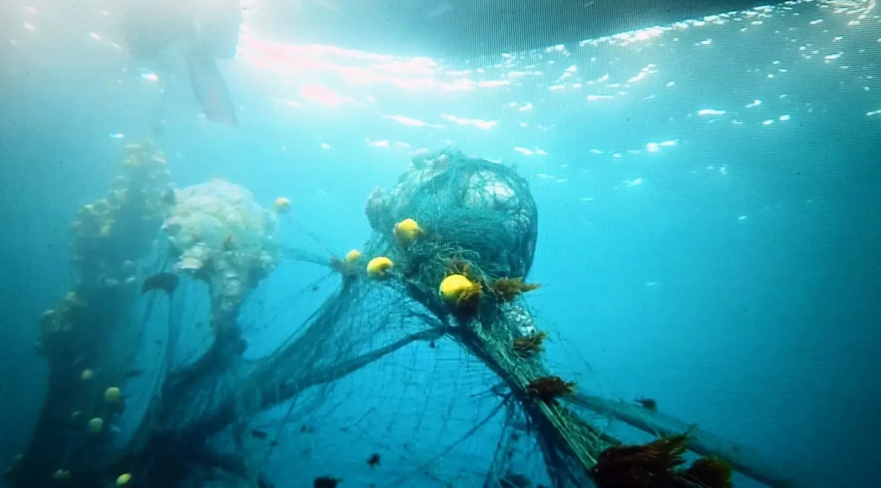 Verdemar denuncia pesca ilegal con redes a la deriva por embarcaciones marroquíes en el Estrecho