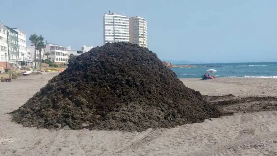 San Roque retira más de 350 toneladas del alga invasora en lo que va de año