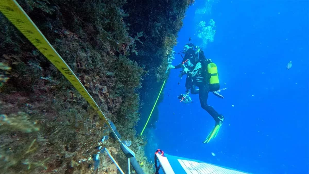 El IEO monitoriza especies invasoras en puertos de Málaga y Palma y áreas protegidas del Mediterráneo occidental