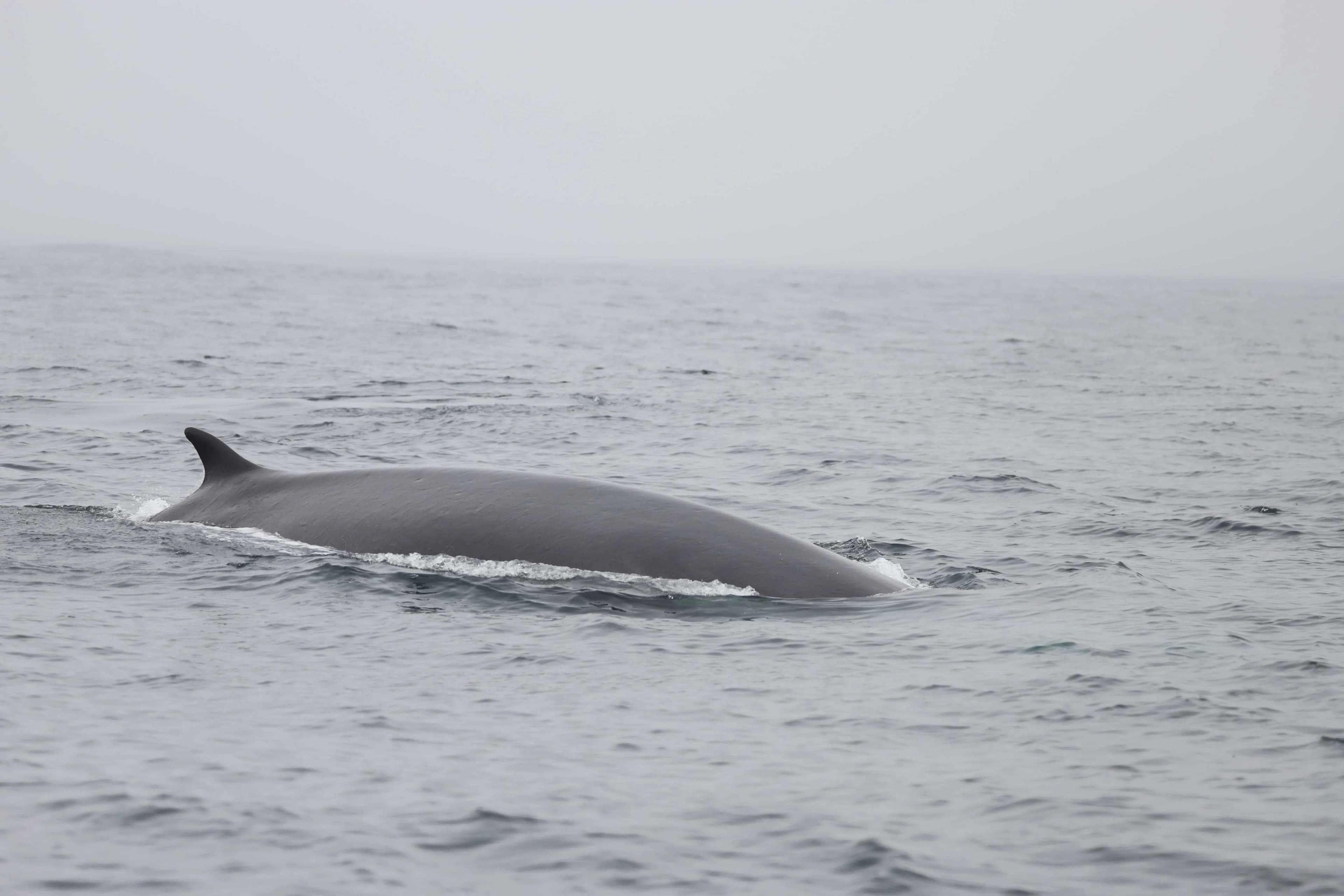 El IEO-CSIC identifica 63 rorcuales comunes en aguas gallegas