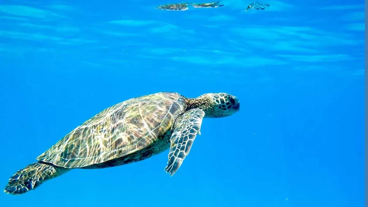 Marinas de Andalucía organiza una nueva formación sobre navegación responsable y conservación marina