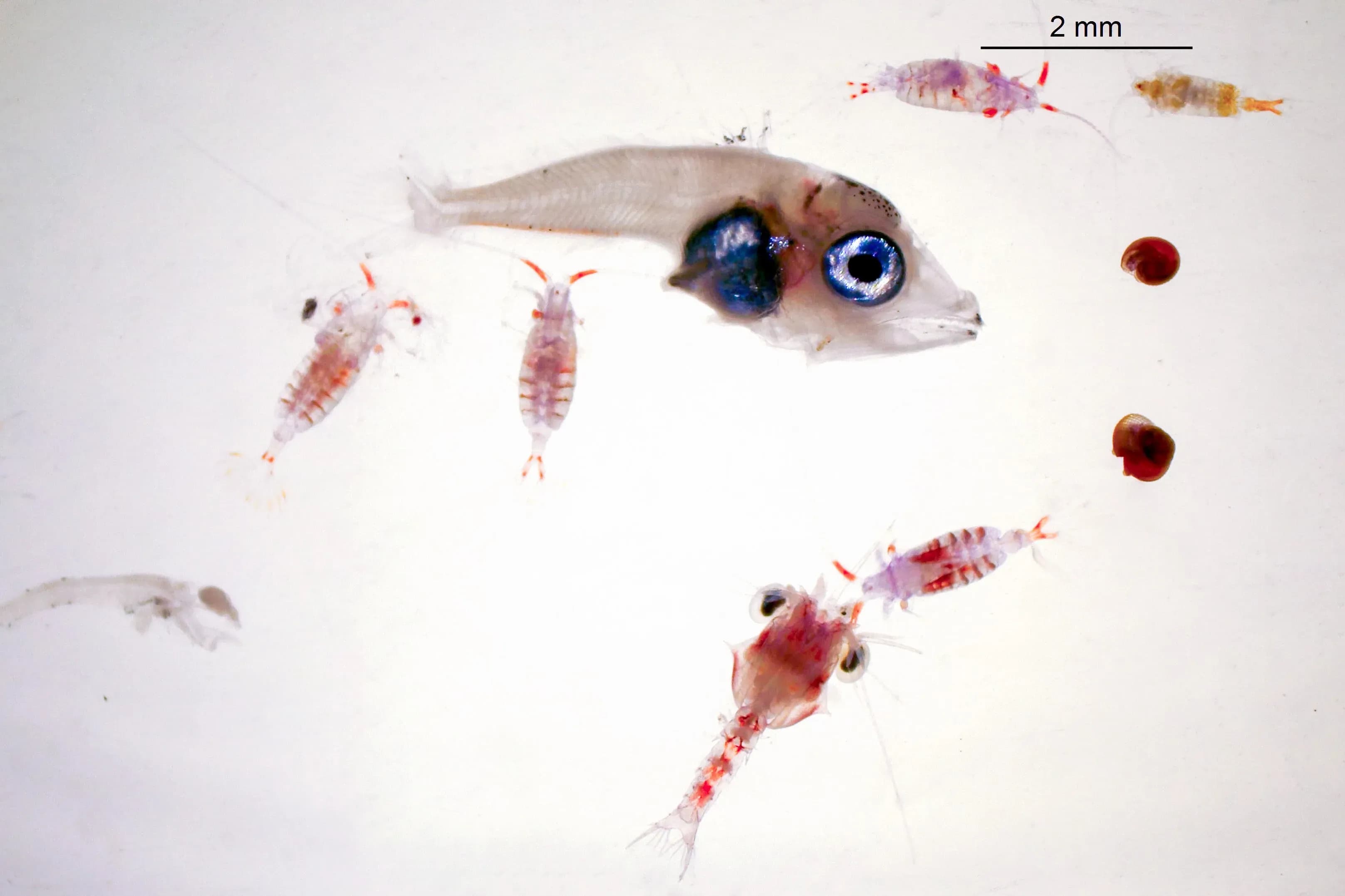 Un estudio revela la capacidad de adaptación de las larvas de atún rojo en las aguas pobres del Mediterráneo