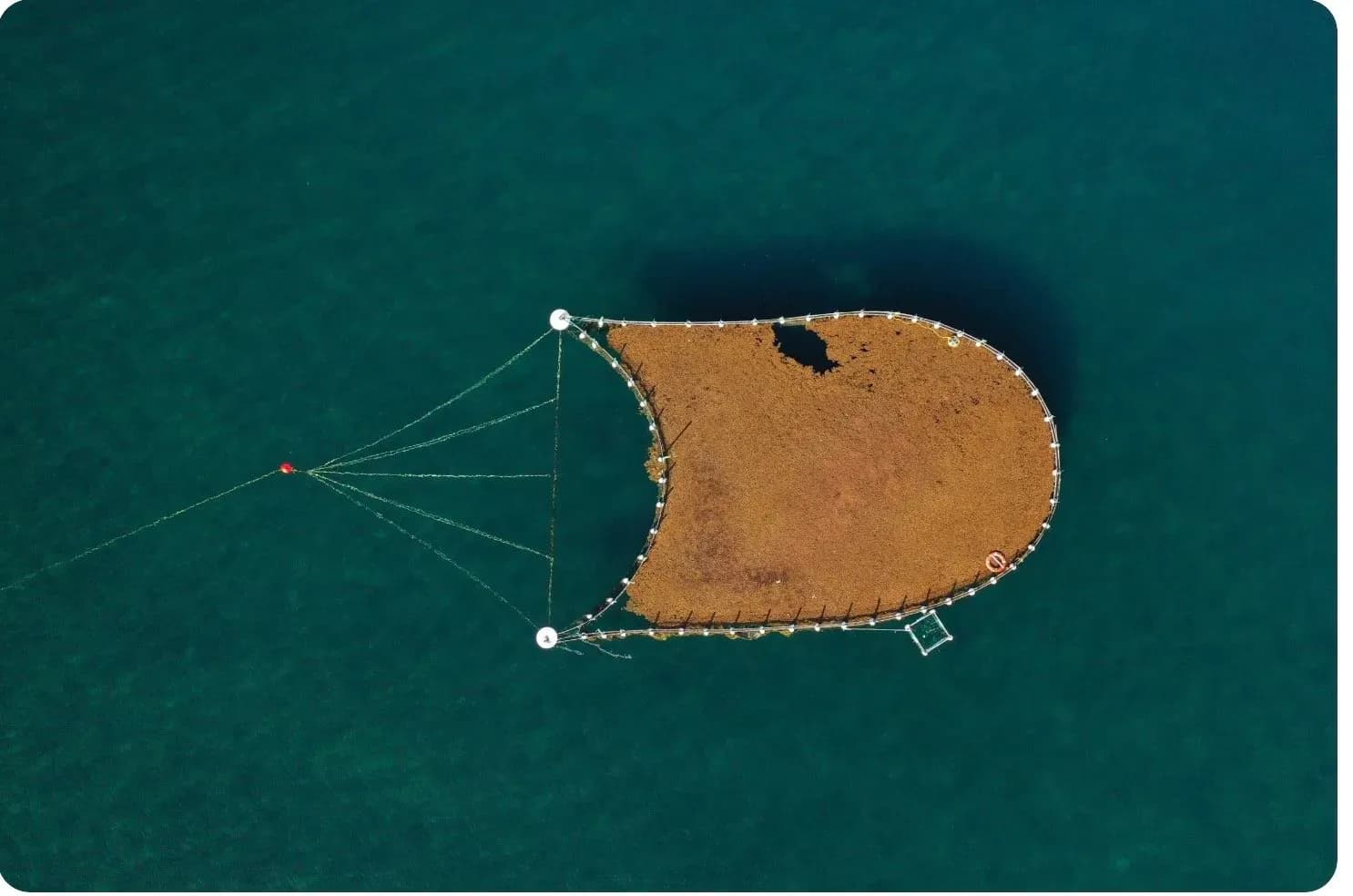 Seafields plantea un modelo de cultivo de sargazo como solución climática y económica para el Caribe