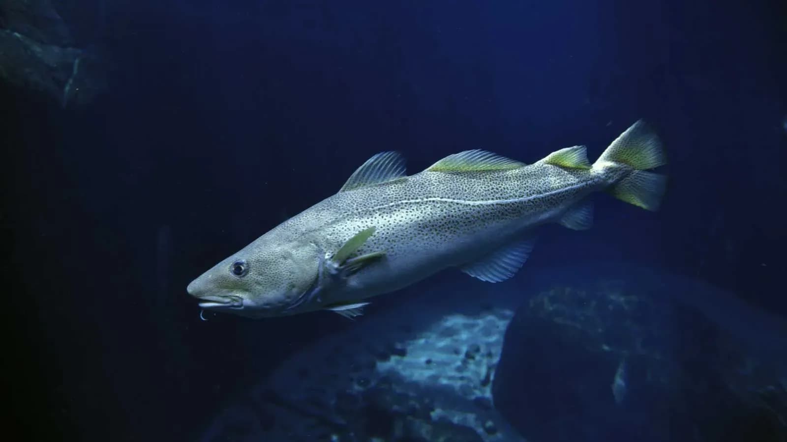 El IEO participa en una investigación pionera sobre la dieta de peces en ecosistemas marinos del hemisferio norte