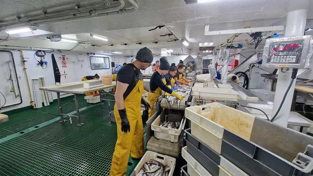 IEO y Ministerio de Agricultura y Pesca inician la campaña Platuxa 2025 para estudiar recursos pesqueros en aguas de Terranova