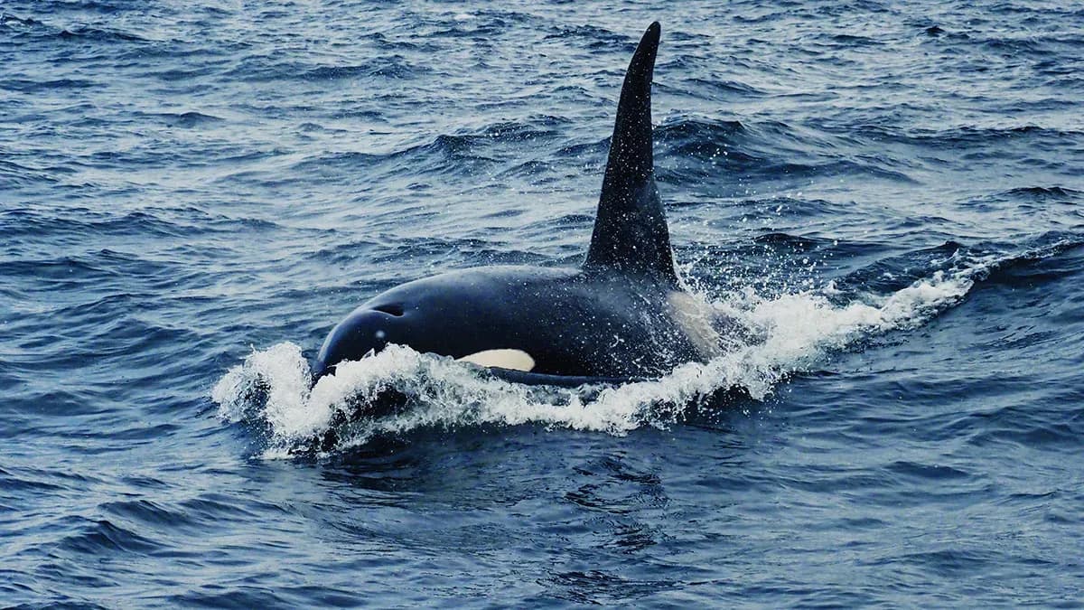 Los contactos entre orcas y embarcaciones en el Estrecho se redujeron un 40% en 2024
