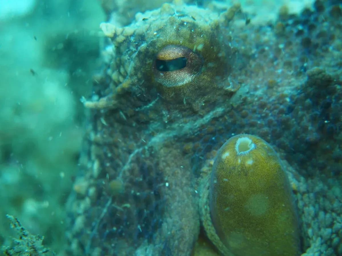 Gibraltar aplica una nueva veda temporal para la pesca de pulpo hasta el 9 de junio