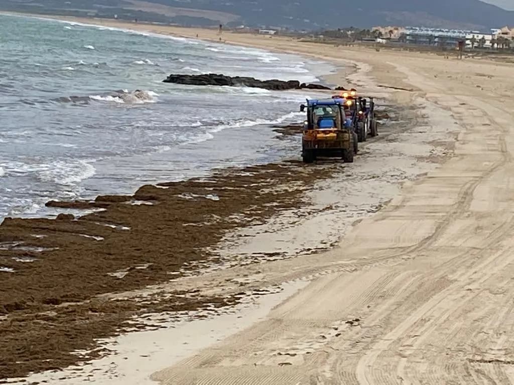 El Ayuntamiento de Tarifa ya ha retirado unas 400 toneladas de algas invasoras en el último mes