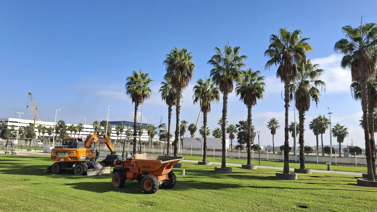 Comienza el trasplante de 12 palmeras del Saladillo por las obras del Acceso Sur al Puerto de Algeciras