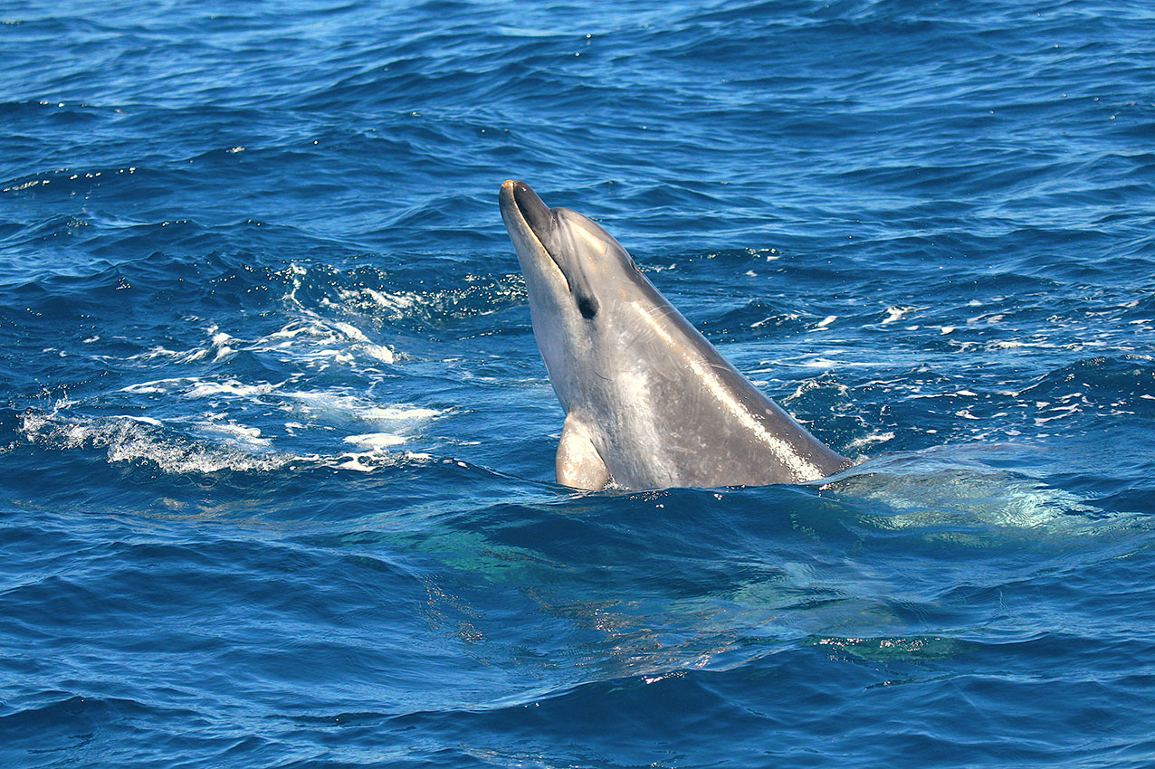 delfin-joven-estrecho-gibraltar-circe