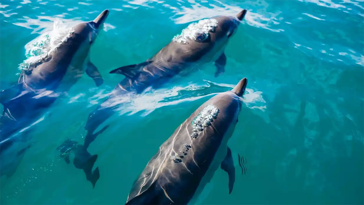 delfines-indico